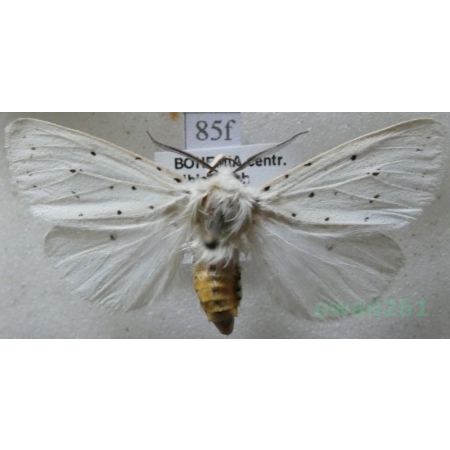 Spilosoma lubricipeda (Linnaeus, 1758) Szewnica miętówka Czech85f